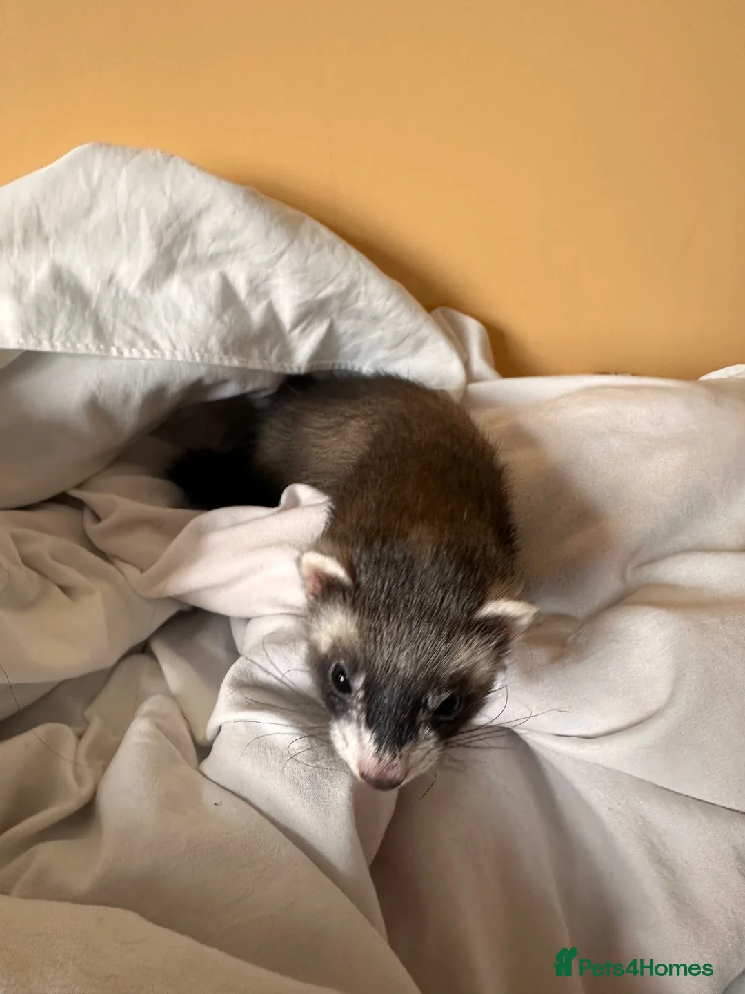 Ferret rodents for sale: Spike - Micro Ferret in Nuneaton - Advert 4
