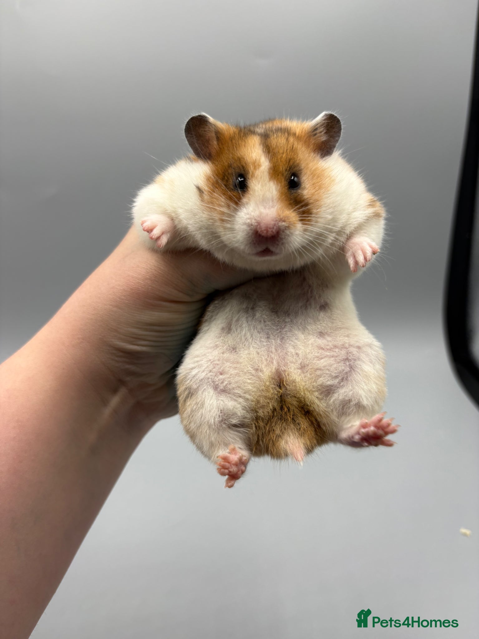 Hamster rodents Pedigree Syrian and dwarf hamsters - Advert 17