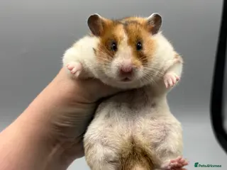 Hamster rodents Pedigree Syrian and dwarf hamsters - Advert 1