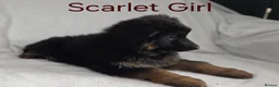 German Shepherd dogs for sale: Gorgeous German Shepherd Puppies For Sale - Advert 28