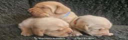 Labrador Retriever dogs for sale: Stunning Red/Golden Labs-KC Reg, Health Checked - Advert 3