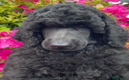 Standard Poodle dogs for sale: Outstanding Standard Poodle Puppies - Image 3