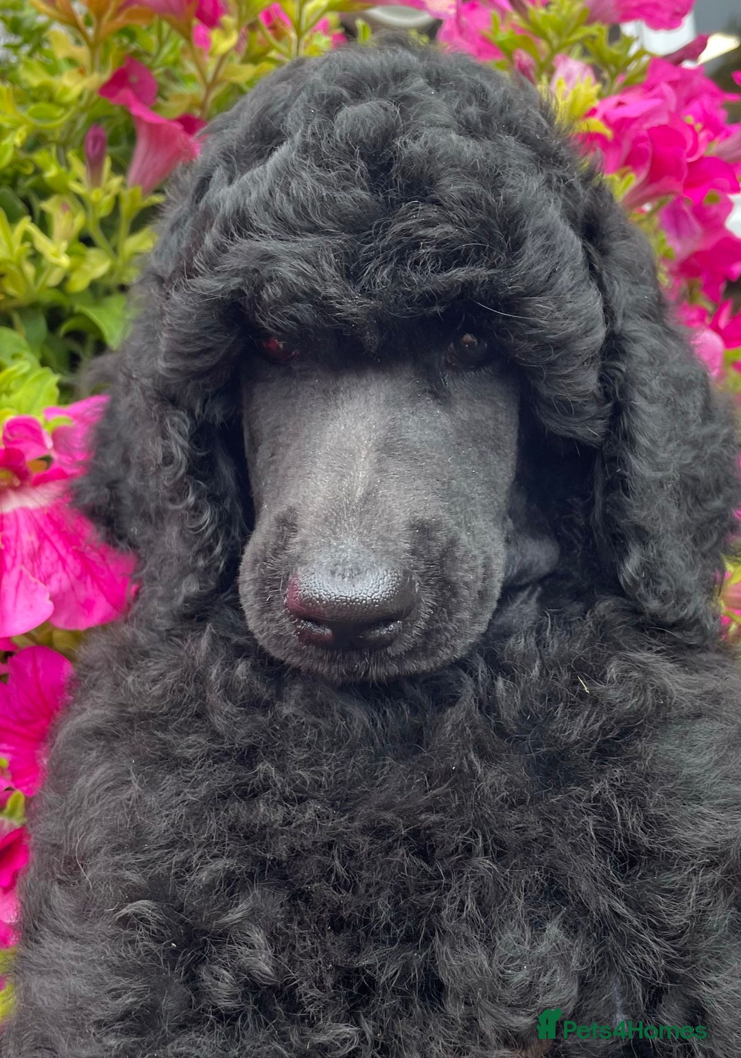 Standard Poodle dogs for sale: Outstanding Standard Poodle Puppies - Image 3