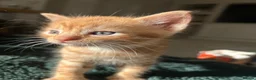 Mixed Breed cats for sale: 4 Kittens for sale  - Advert 15