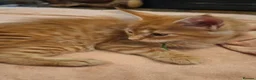 Maine Coon cats for sale: 😻😻😻😻 Maine Coon Kittens Ready Soon Red Tabby F - Advert 5