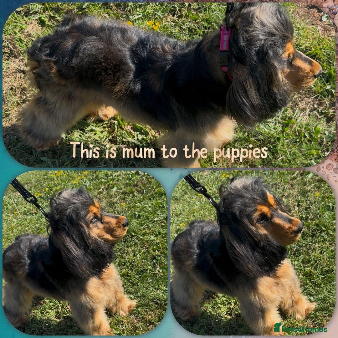 Cocker Spaniel dogs for sale: Show cocker Spaniel puppies ready to leave now - Advert 9