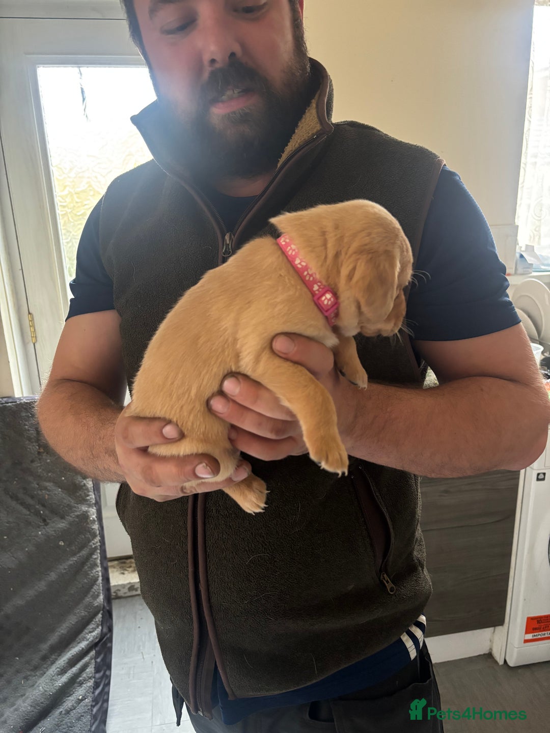 Labrador Retriever dogs for sale: Fox red Labrador - Advert 17