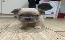 French Bulldog dogs for sale: 4 French bulldogs 2 fluffy - Image 20