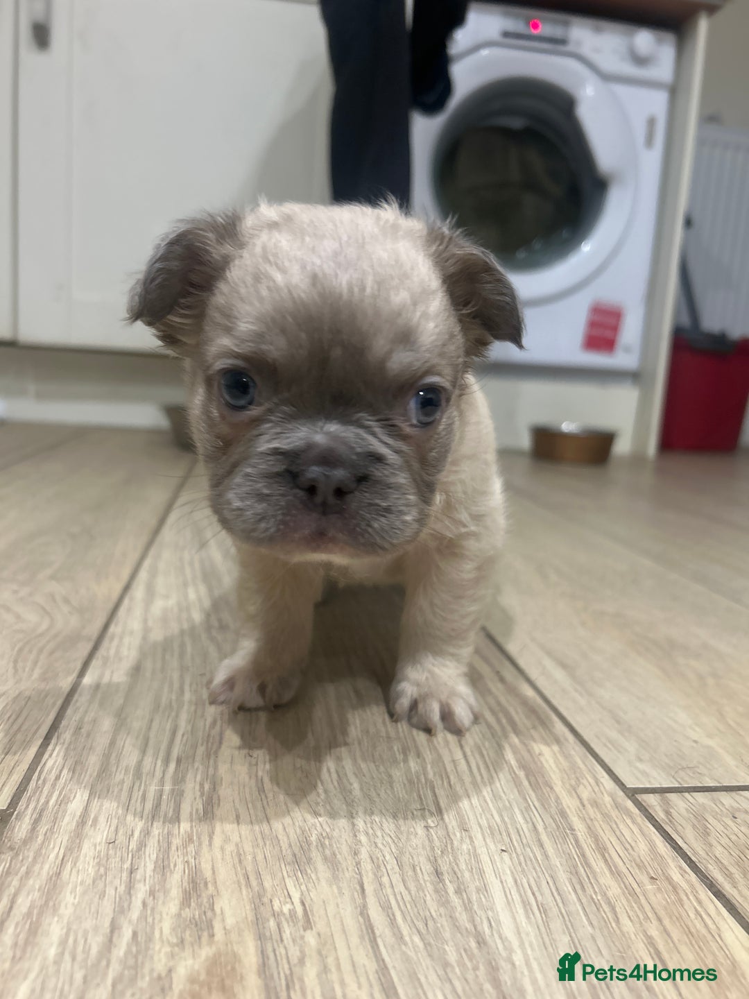 French Bulldog dogs for sale: 4 French bulldogs 2 fluffy - Image 20