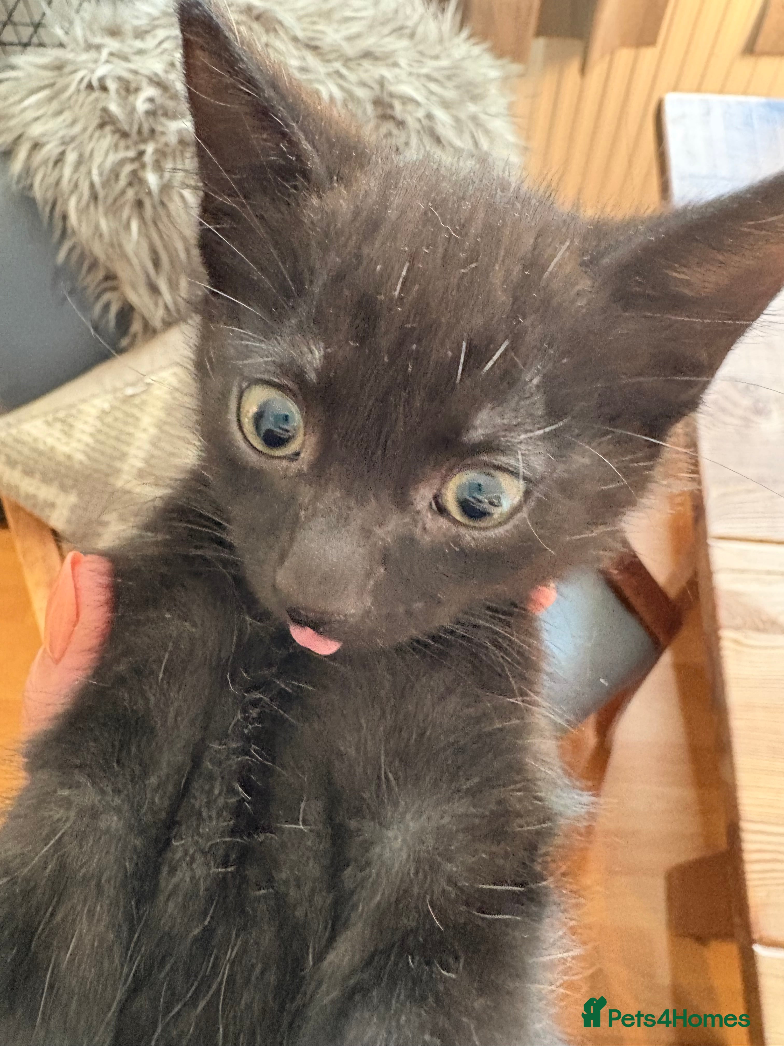 Mixed Breed cats Beautiful black playful Kittens - Advert 2