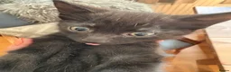 Mixed Breed cats for sale: Beautiful black playful Kittens - Advert 3