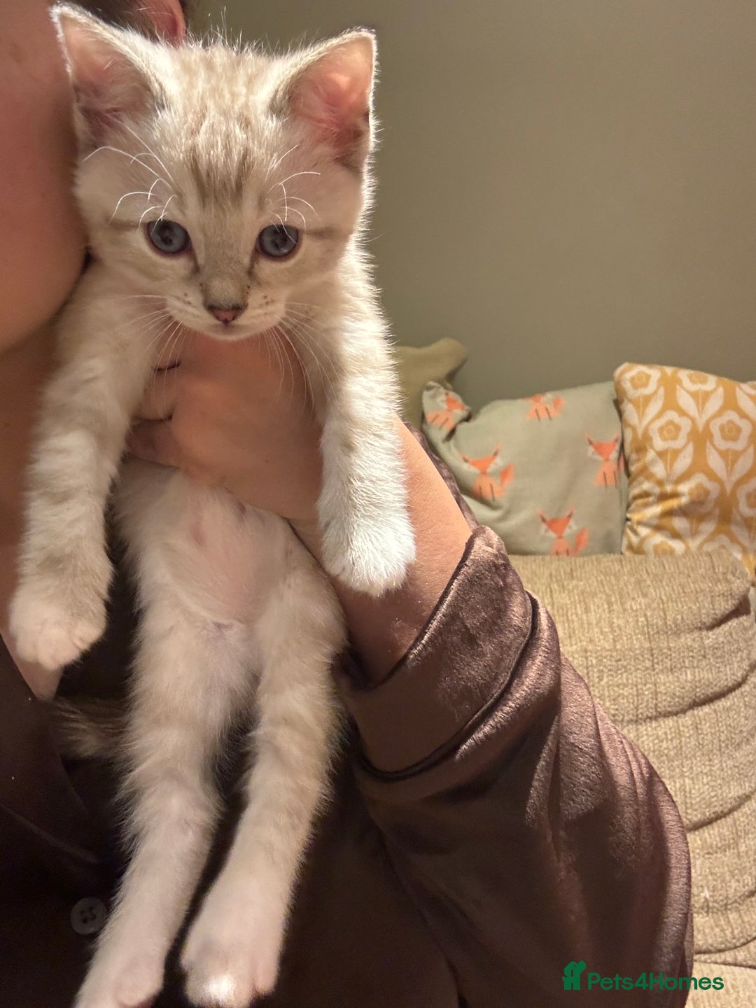 Ragdoll cats for sale: Adorable Ragdoll X Snow Bengal Kittens - Advert 19