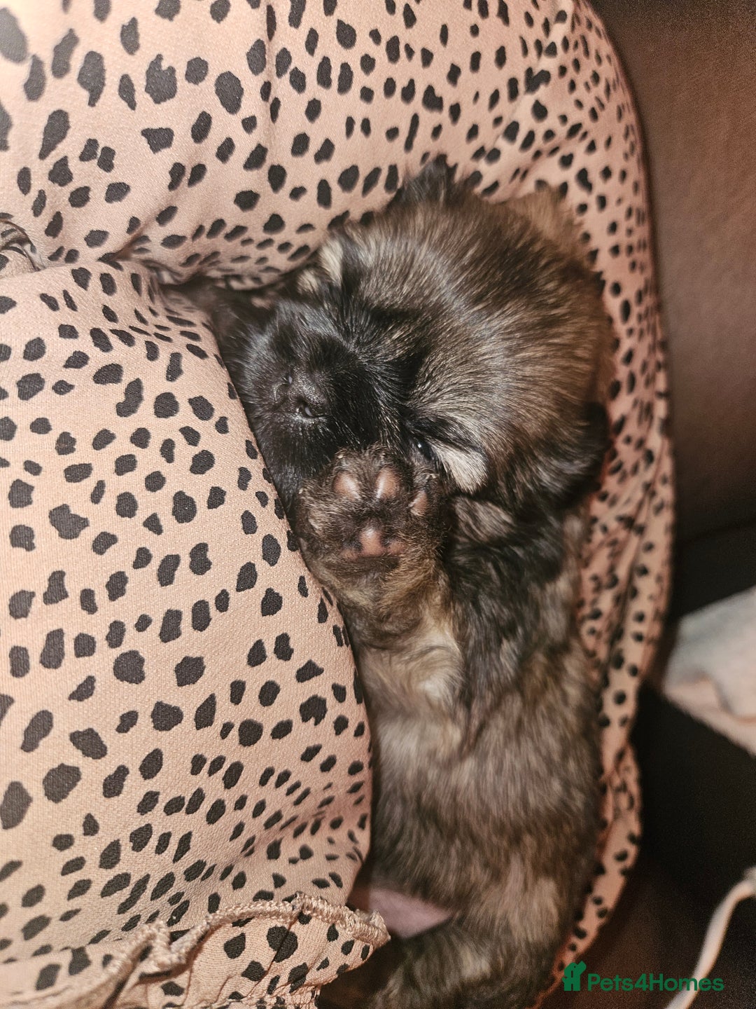 Shih Tzu dogs for sale: Imperial Shih Tzu Puppies - Advert 15