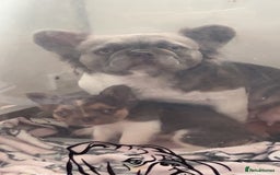 French Bulldog dogs for sale: Visual lillac pied male pup  - Image 2