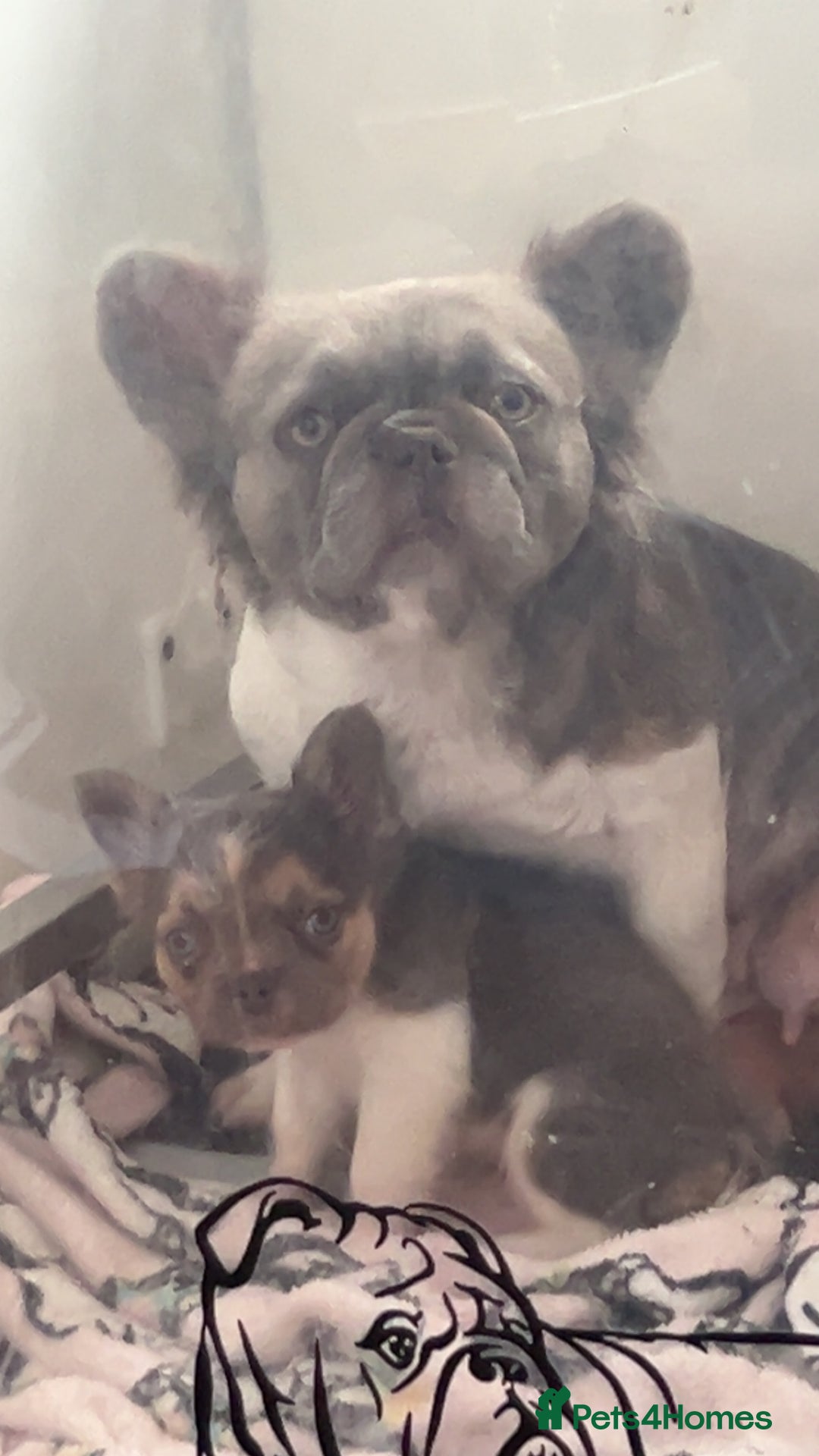 French Bulldog dogs for sale: Visual lillac pied male pup  - Image 2