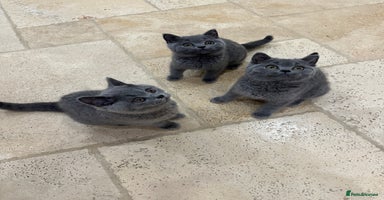 British Shorthair cats - Advert 16