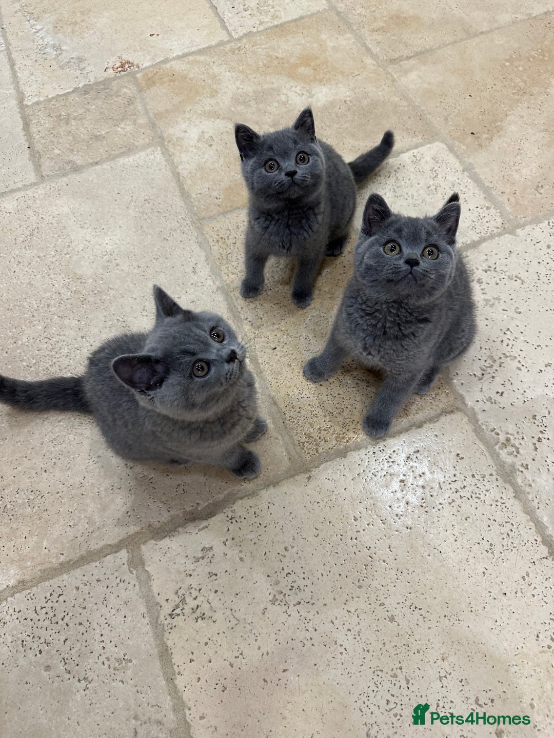 British Shorthair cats for sale: Blue British Shorthair registered Full Pedigree  - Image 12