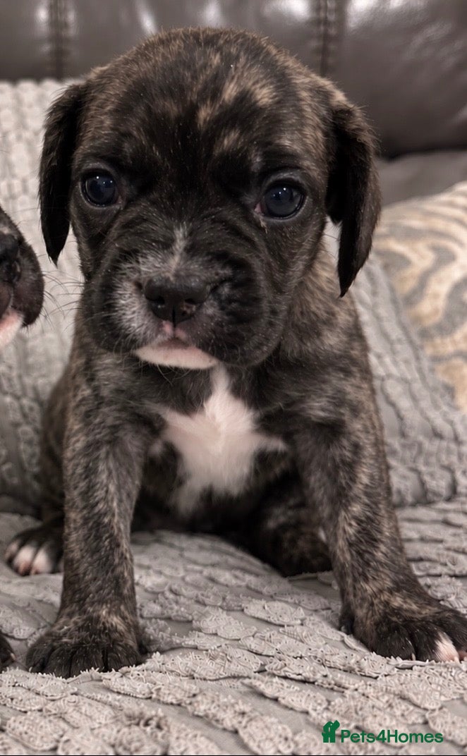 Mixed Breed dogs Gorgeous Frenchel  puppies (Frenchie x cavalier)  - Advert 6