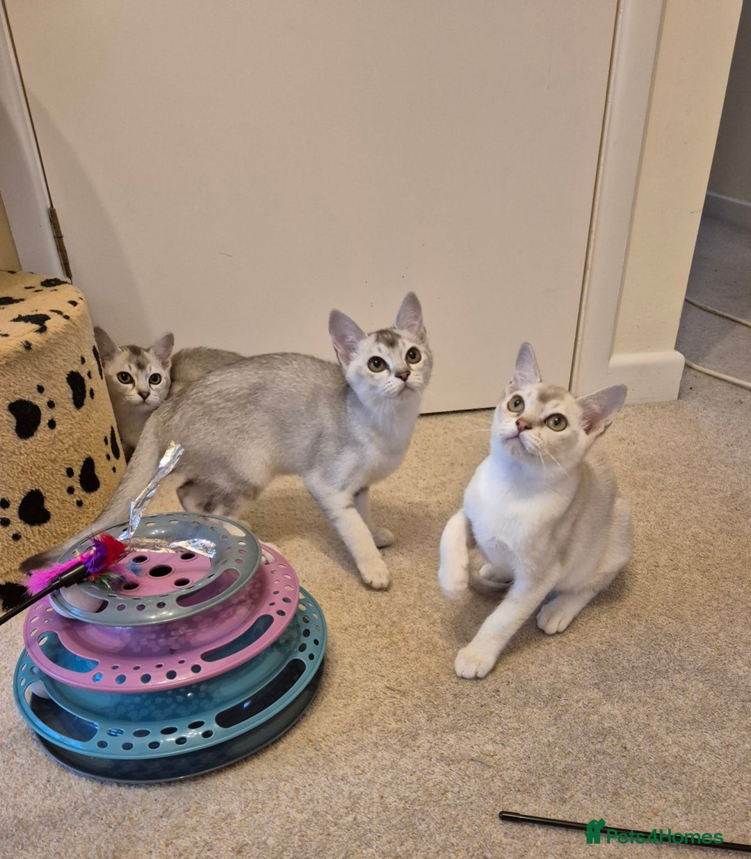 Burmilla cats for sale: Pedigree Burmilla Kittens - Advert 6