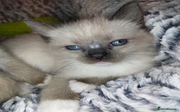 Siamese cats for sale: Siamese crossed with  Ragdol - Image 12