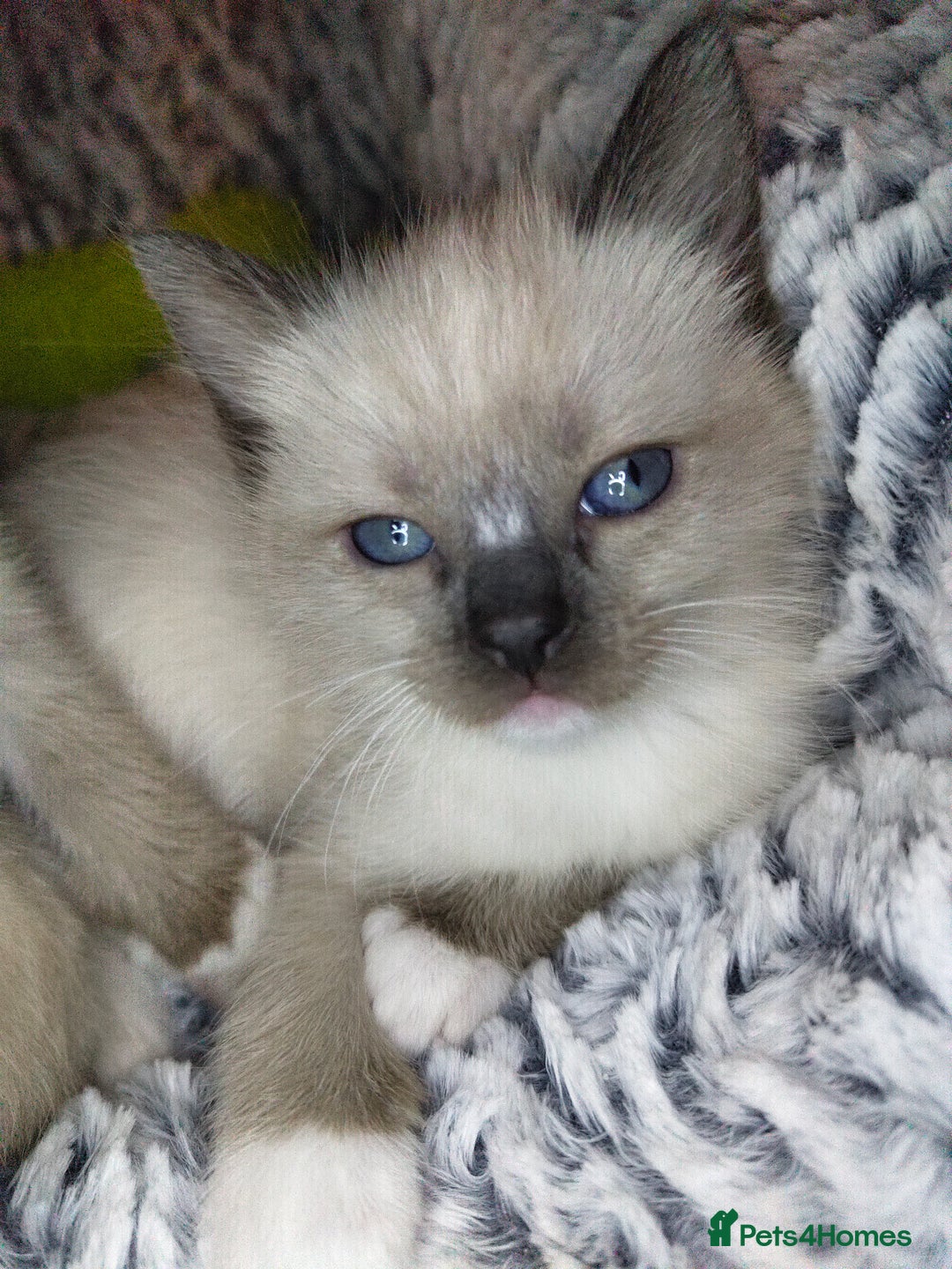 Siamese cats for sale: Siamese crossed with  Ragdol - Image 12
