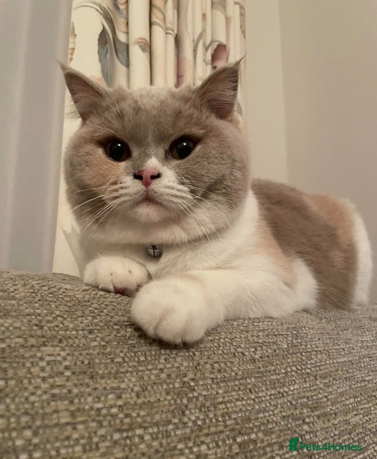 British Shorthair cats Stunning British Shorthair Girl - Advert 1
