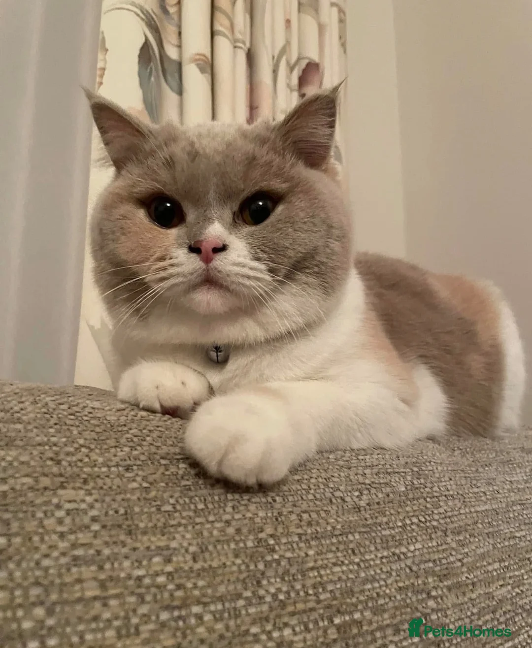 British Shorthair cats for sale: Stunning British Shorthair Girl - Advert 1