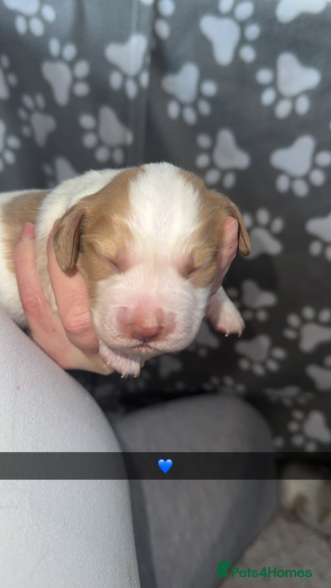 Cocker Spaniel dogs for sale: 7 beautiful cocker spaniel puppies 🩷💙 - Advert 10