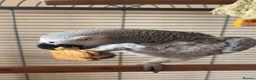 Parrots birds for sale: African grey parrot - Advert 6