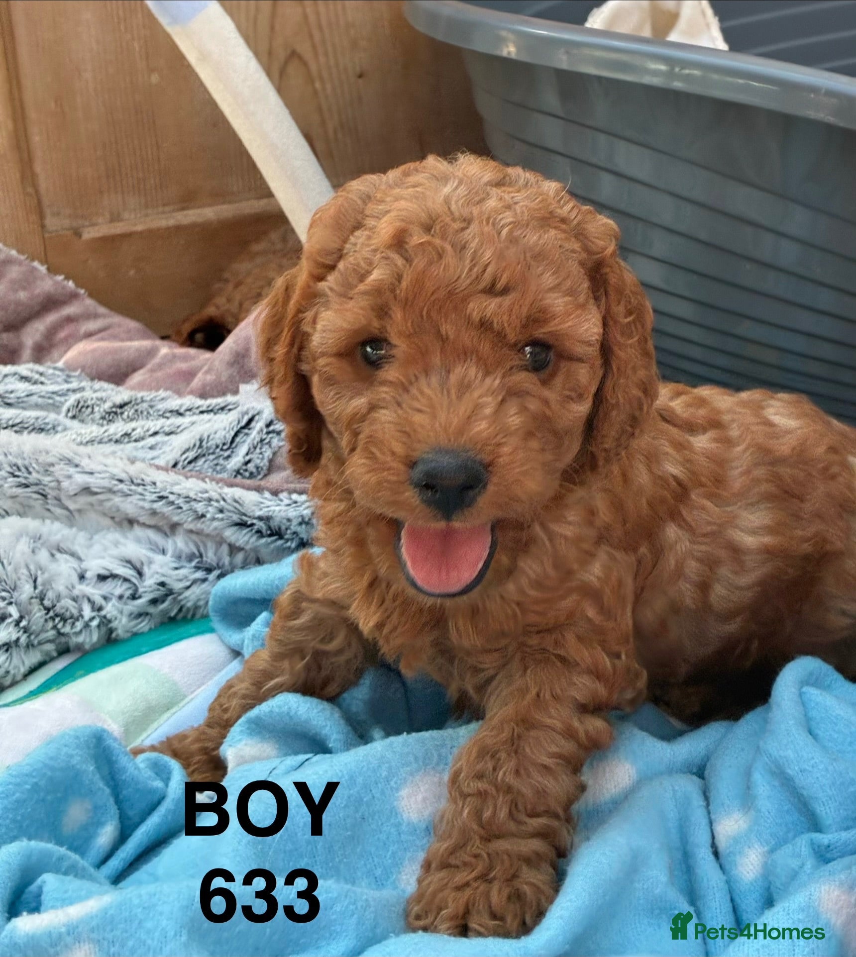 Cockapoo dogs F1b Cockapoo Puppies Available  - Advert 2