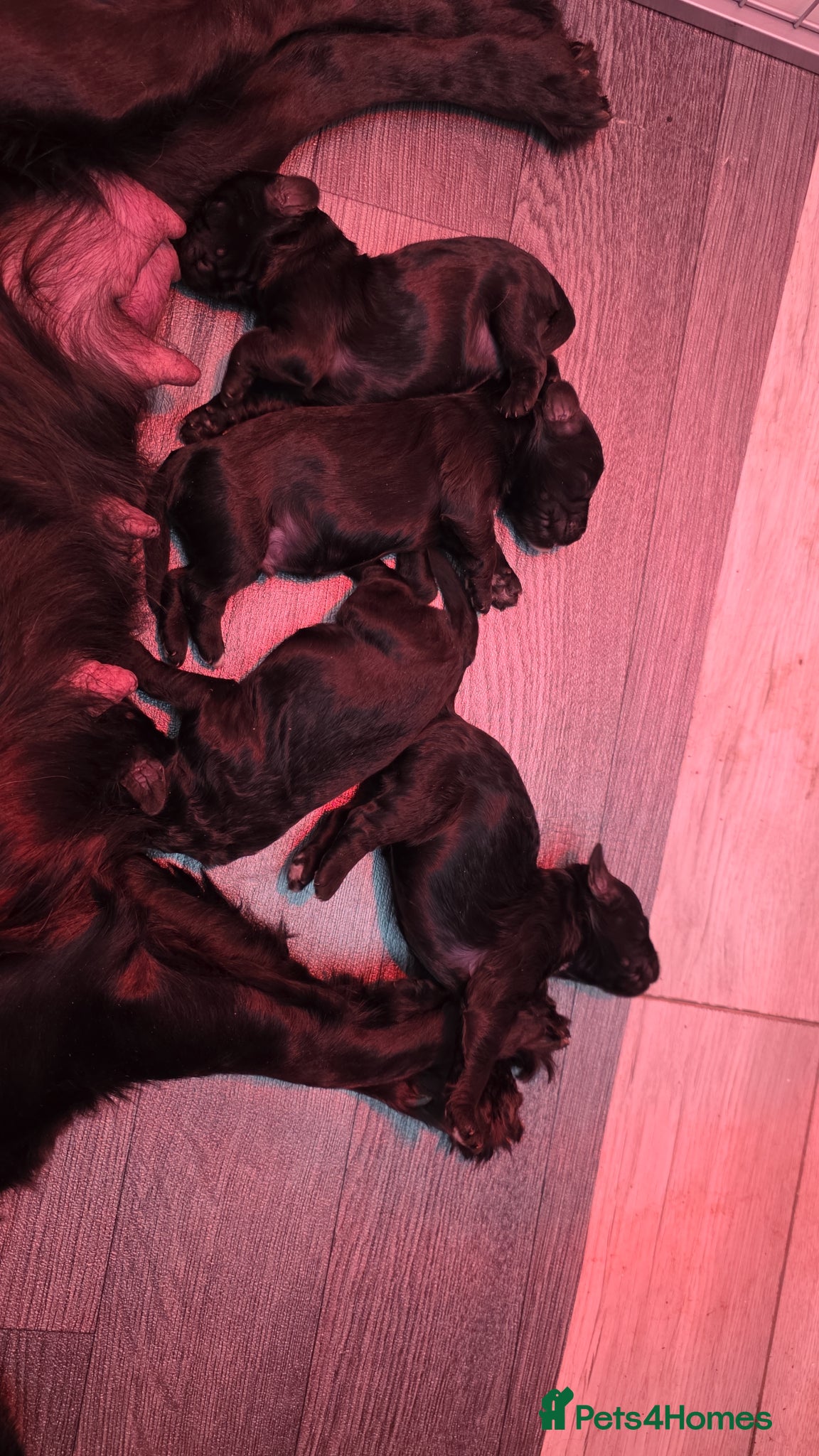 Cockapoo dogs Stunning Black cockapoo puppies  - Advert 1