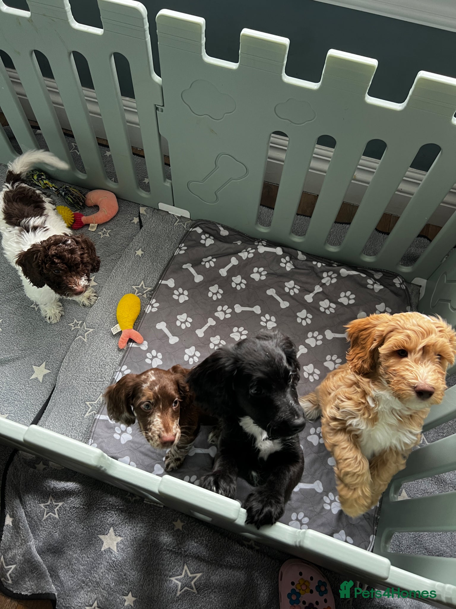 Sproodle dogs 🎉Rare Merle Sproodle Puppies 1x 💙 2x 💝 left ! - Advert 2