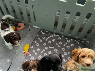 Sproodle dogs 🎉Rare Merle Sproodle Puppies 1x 💙 2x 💝 left ! - Advert 2