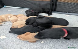 Labrador Retriever dogs for sale: Retriever Labrador puppys for sale - Image 4