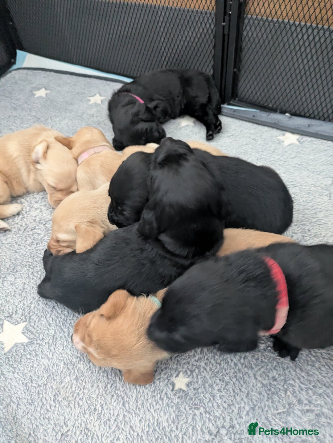 Labrador Retriever dogs for sale: Retriever Labrador puppys for sale - Image 4