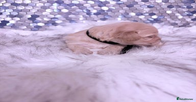 Maltipoo dogs - Advert 10