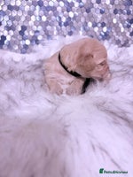 Maltipoo dogs - Advert 7