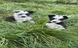 Border Collie dogs for sale: Border collie pups - Image 11