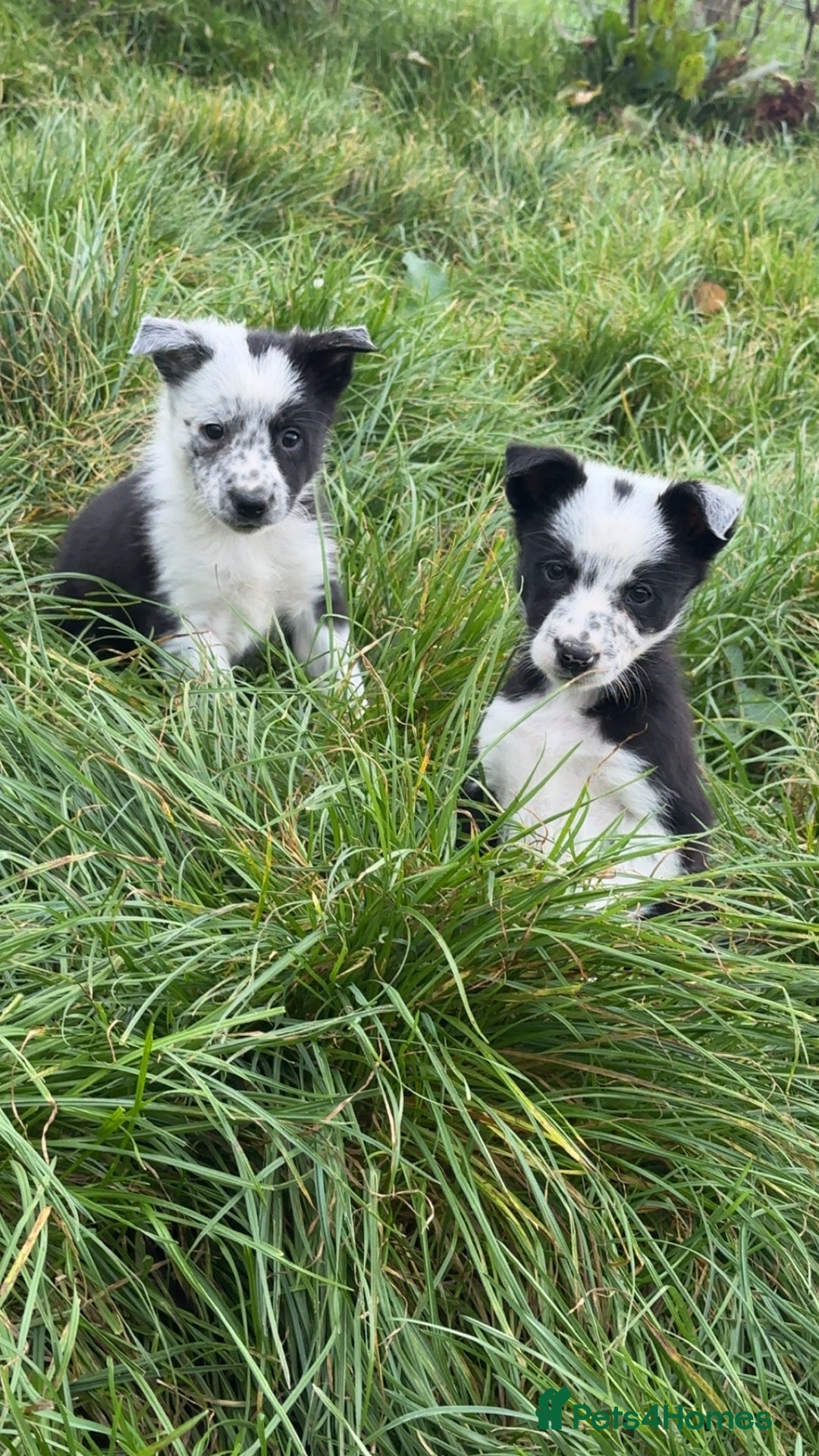 Border Collie dogs for sale: Border collie pups - Image 11