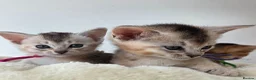 Abyssinian cats for sale: 🔥 TICA Registered Abyssinian Kittens - Advert 28