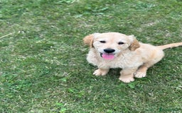 Golden Retriever dogs for sale: Healthy well socialised calm KC puppies - Image 9