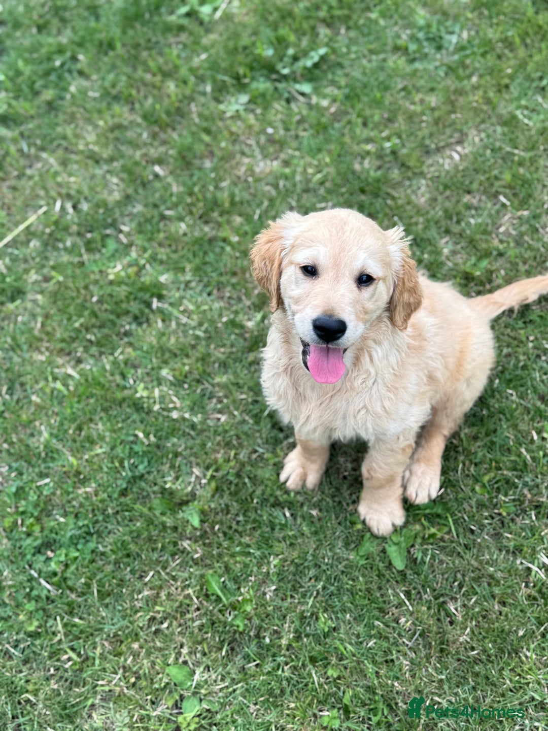 Golden Retriever dogs for sale: Healthy well socialised calm KC puppies - Image 9