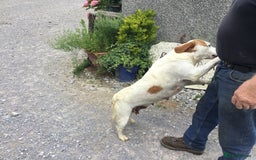 Mixed Breed dogs for sale: Chunky, Lab x Cocker  Fox Red Cockador pups - Image 13