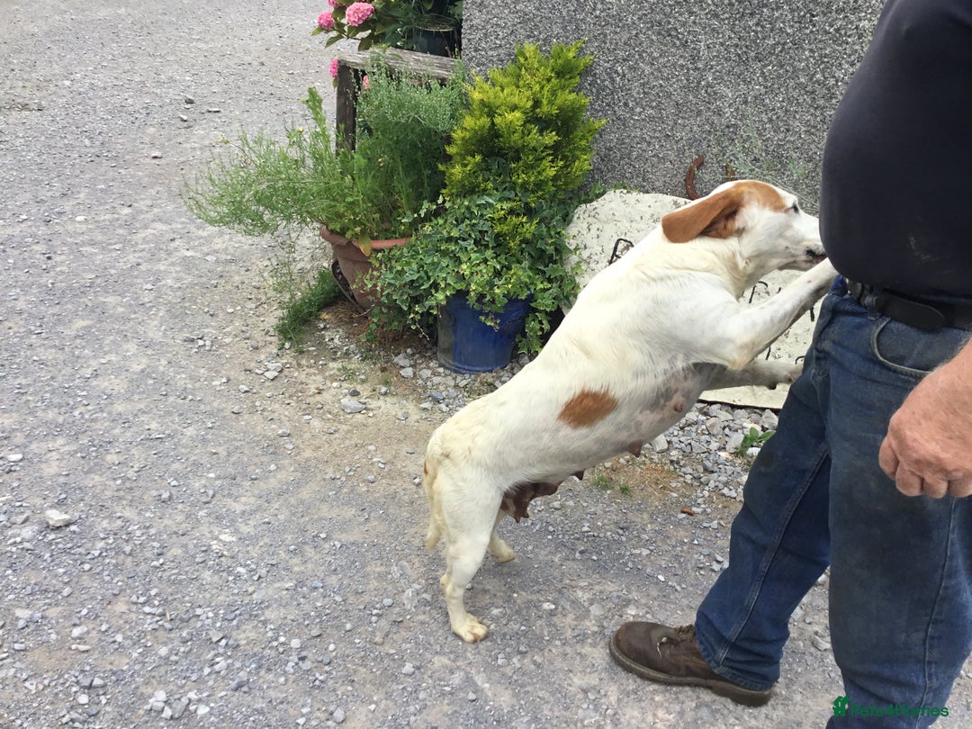 Mixed Breed dogs for sale: Chunky, Lab x Cocker  Fox Red Cockador pups - Image 13