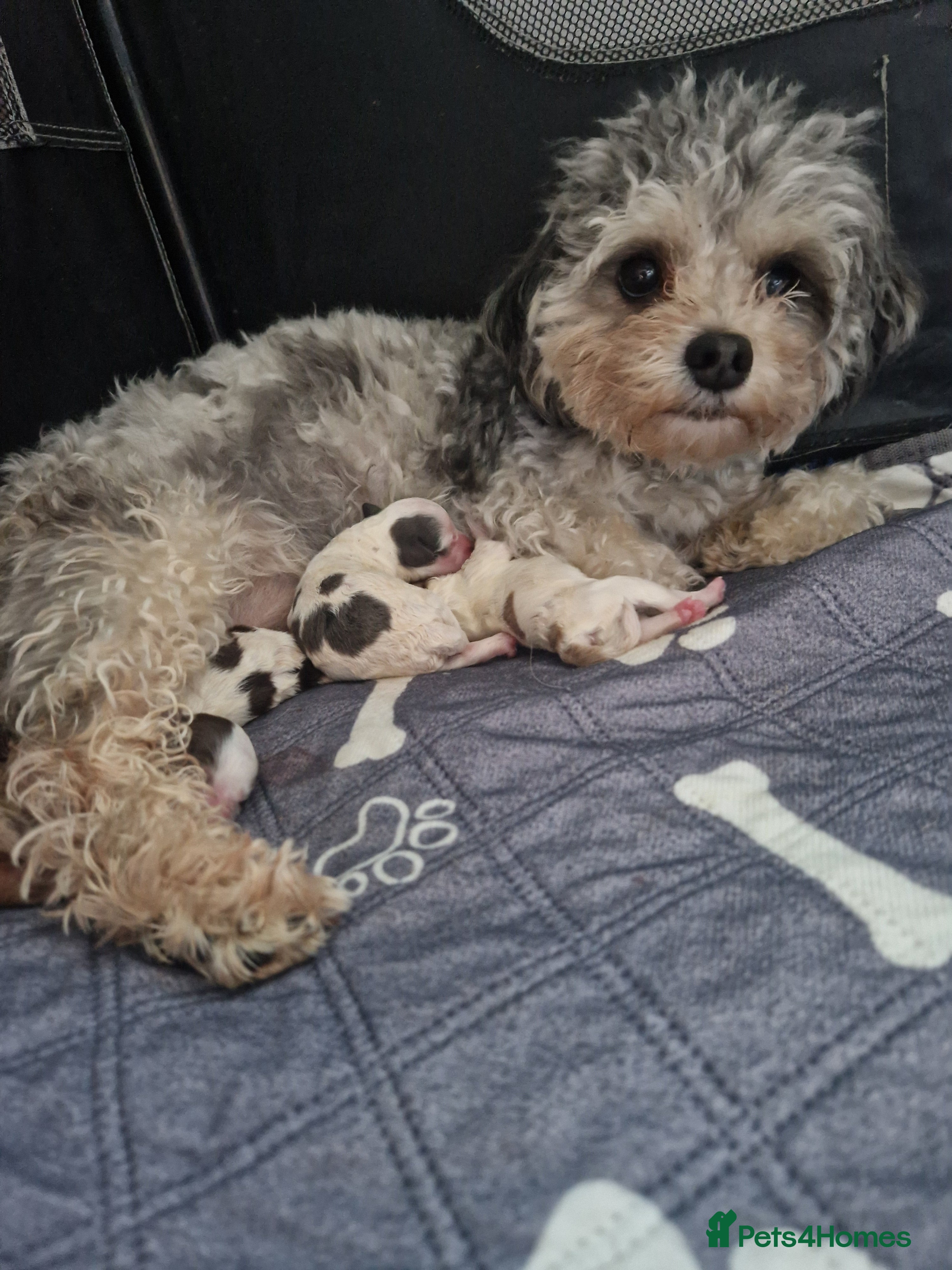 Maltipoo dogs for sale: F1b tiny unique maltipoo puppies.   - Advert 2
