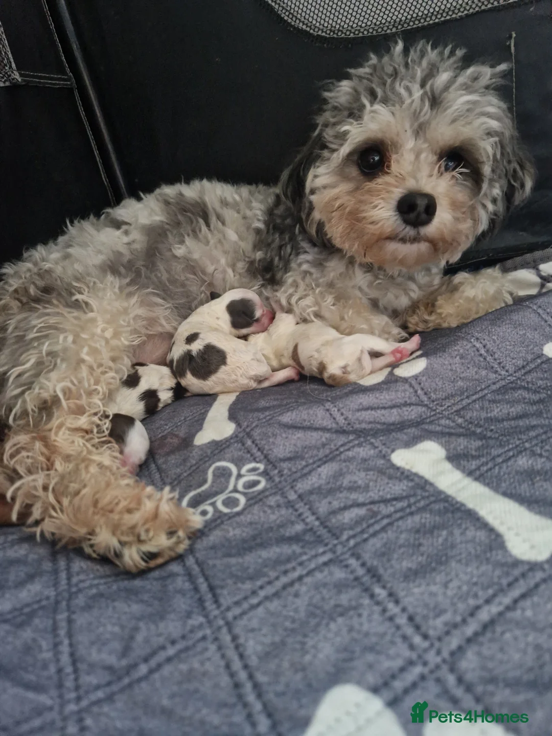 Maltipoo dogs for sale: F1b tiny unique maltipoo puppies. Asian/ Korean  - Advert 2