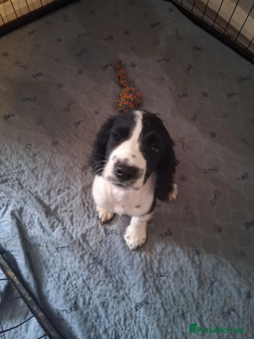 Cocker Spaniel dogs for sale: working cocker spaniels ready to leave - Advert 1