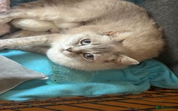 British Shorthair cats for sale: 1 BSH colour point & 4 rainbow BSH Chinchillas - Image 25