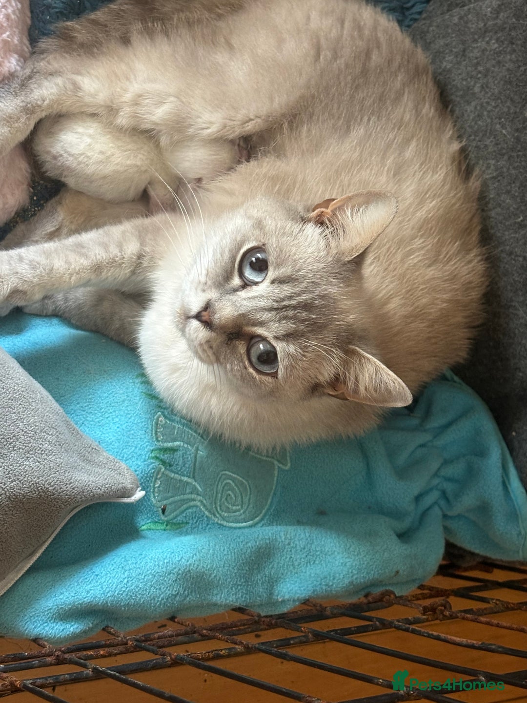 British Shorthair cats for sale: 1 BSH colour point & 4 rainbow BSH Chinchillas - Image 25