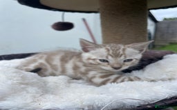 Bengal cats for sale: 3 Pure Bengals left  - Image 10